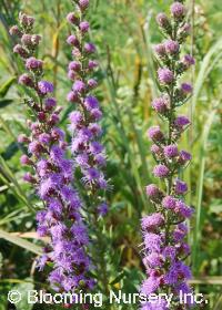 Liatris aspera